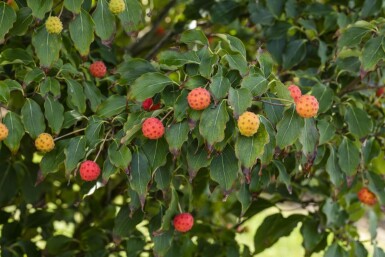 Cornus kousa 'Milky Way' mehrstämmig 200-250