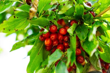 Cornus mas