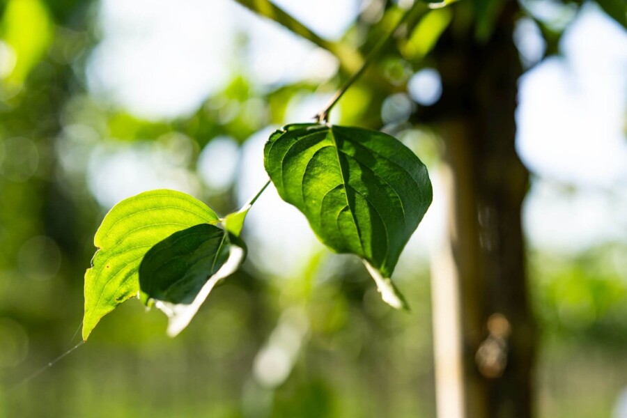 Cornus mas Cornus mas