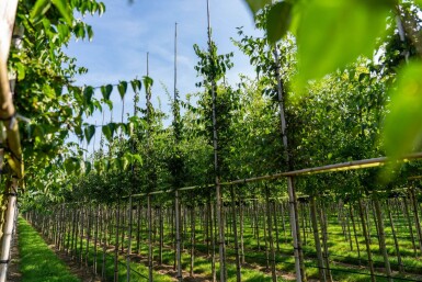 Cornus mas hoogstam 4/6 (spil)