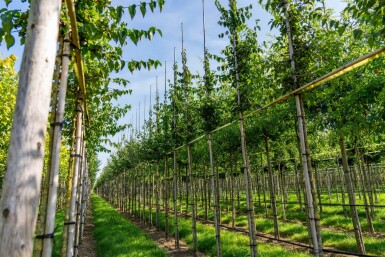 Cornus mas hoogstam 4/6 (spil)