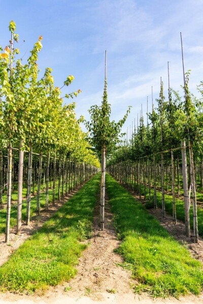 Cornus mas hoogstam Cornus mas hoogstam