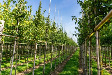 Cornus mas hoogstam 4/6 (spil)