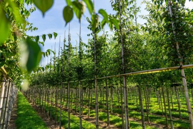 Cornus mas hoogstam 4/6 (spil)