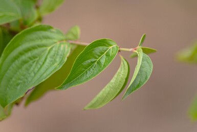 Cornus mas hoogstam 4/6 (spil)