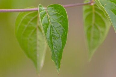 Cornus mas hoogstam 4/6 (spil)