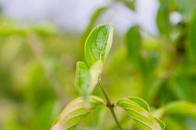 Cornus mas hoogstam 4/6 (spil)