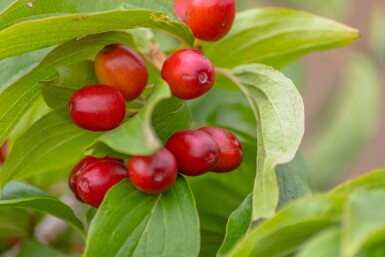 Cornus mas hoogstam 4/6 (spil)