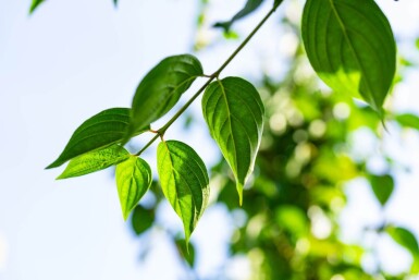 Cornus mas hoogstam 4/6 (spil)