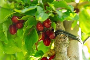 Cornus mas hoogstam 4/6 (spil)