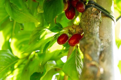 Cornus mas hoogstam 4/6 (spil)