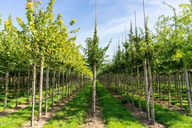 Cornus mas hoogstam 4/6 (spil)