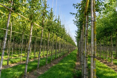 Cornus mas hoogstam 4/6 (spil)