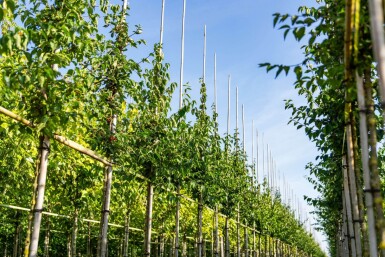 Cornus mas hoogstam 4/6 (spil)