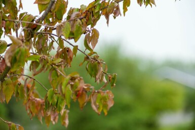 Cornus mas mehrstämmig 200-250