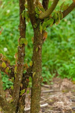 Cornus mas mehrstämmig 200-250