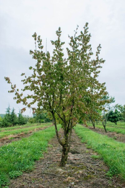 Cornus mas meerstammig