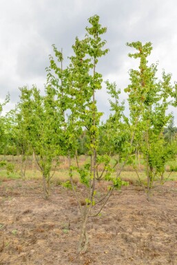 Cornus mas mehrstämmig 200-250