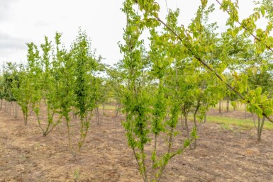 Cornus mas mehrstämmig 200-250