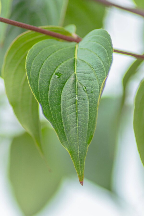 Cornus officinalis Cornus officinalis
