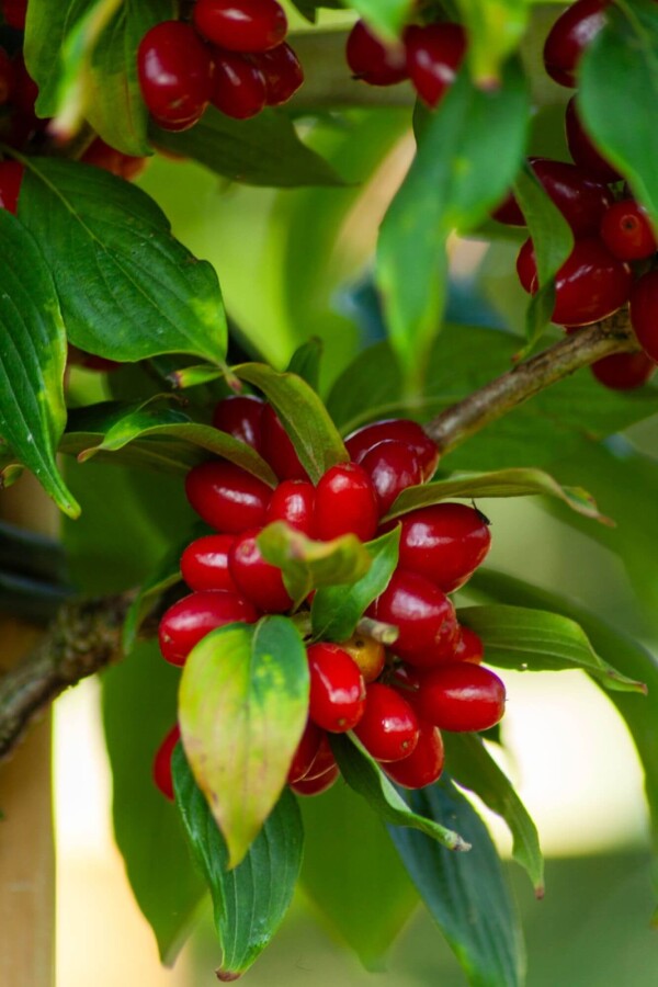 Cornus officinalis Cornus officinalis