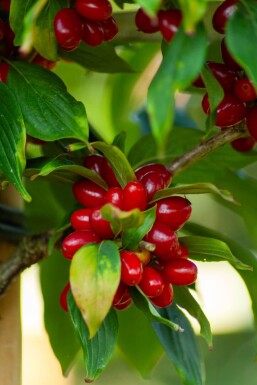 Cornus officinalis Cornus officinalis