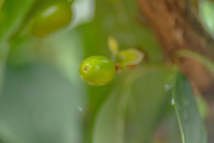 Cornus officinalis ME 200-250 P/K Cornus officinalis Mehrstämmig 200-250