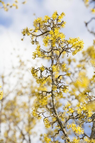 Cornus officinalis meerstammig Cornus officinalis meerstammig