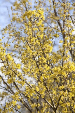 Cornus officinalis mehrstämmig 200-250