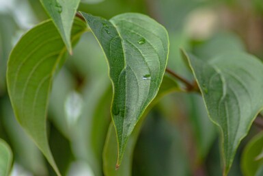 Cornus officinalis ME 200-250 P/K Cornus officinalis Mehrstämmig 200-250