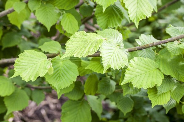 Corylus avellana Corylus avellana