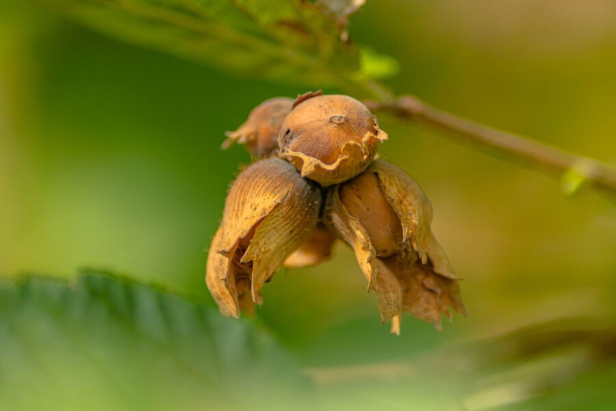 Corylus avellana Corylus avellana