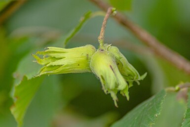 Corylus avellana mehrstämmig 200-250