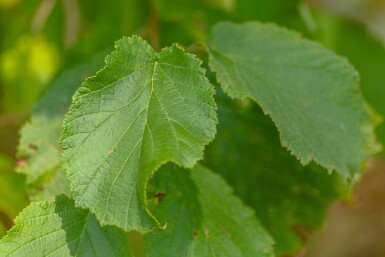 Corylus avellana mehrstämmig 200-250