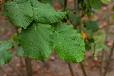 Corylus avellana mehrstämmig 200-250