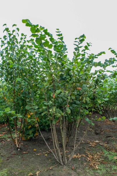 Corylus avellana mehrstämmig