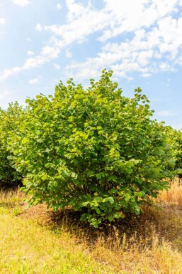 Corylus avellana mehrstämmig 200-250