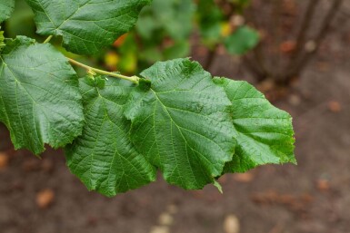 Corylus avellana mehrstämmig 200-250