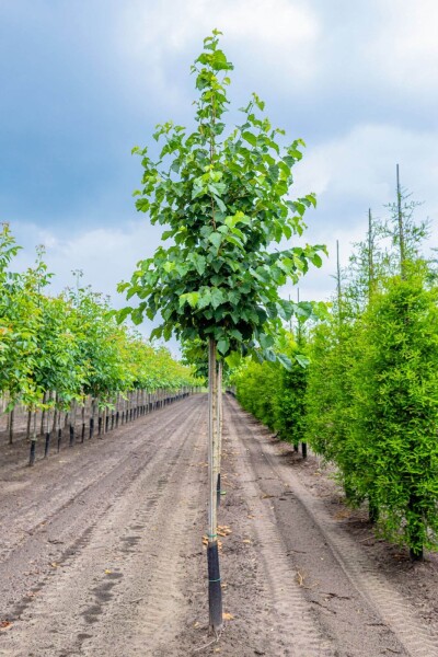 Corylus colurna Corylus colurna