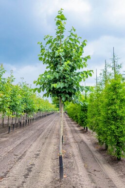 Corylus colurna