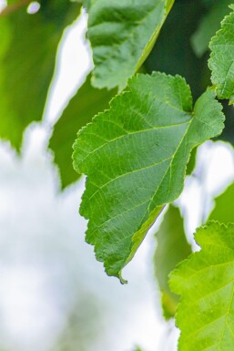 Corylus colurna