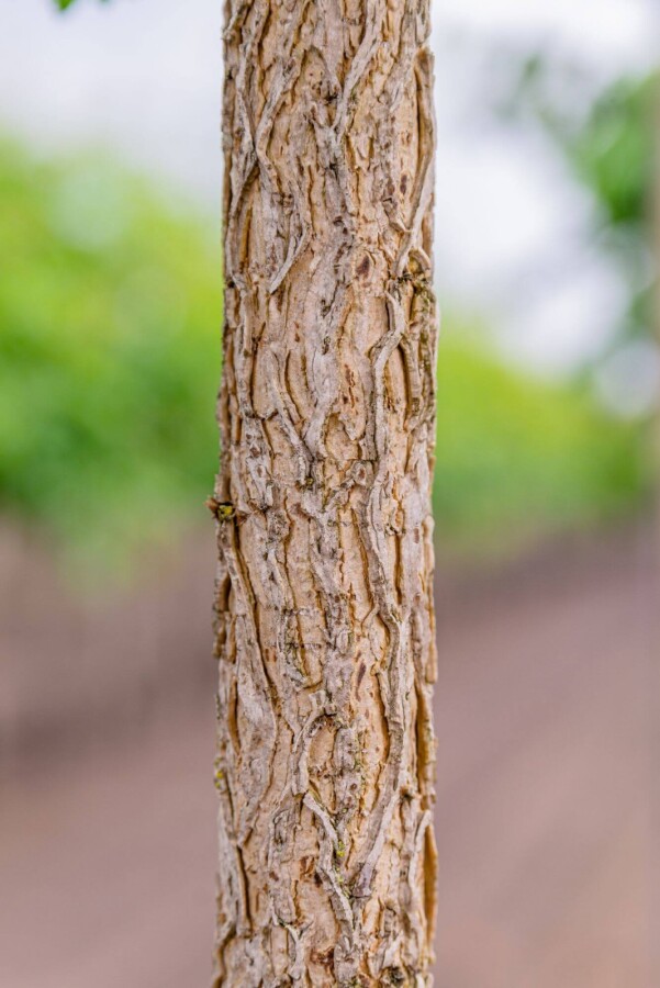 Corylus colurna Corylus colurna