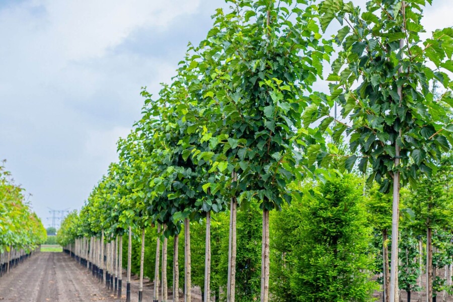 Corylus colurna HO 6/8 P/K Corylus colurna Hochstamm 6/8