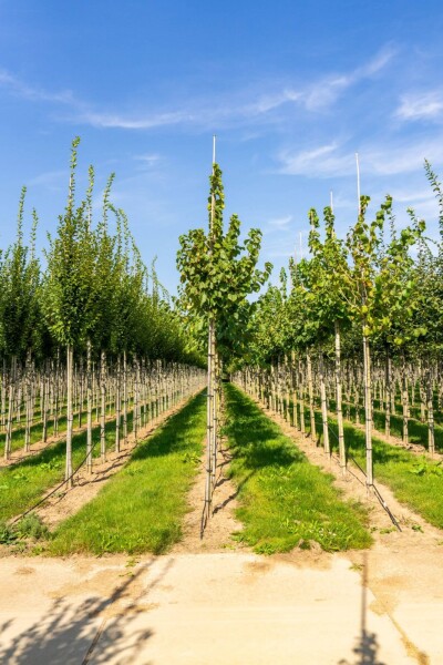 Corylus colurna hoogstam Corylus colurna hoogstam