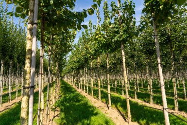 Corylus colurna hochstamm 6/8