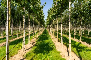 Corylus colurna hochstamm 6/8