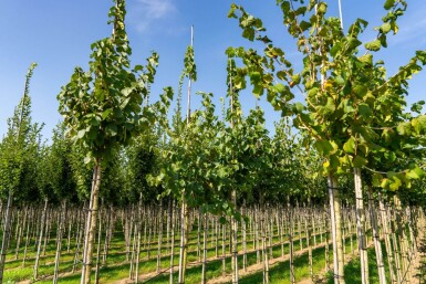 Corylus colurna hochstamm 6/8