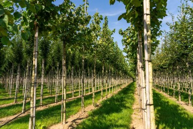 Corylus colurna hochstamm 6/8