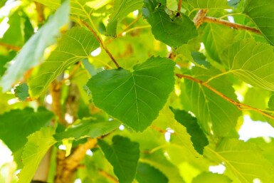 Corylus colurna hochstamm 6/8