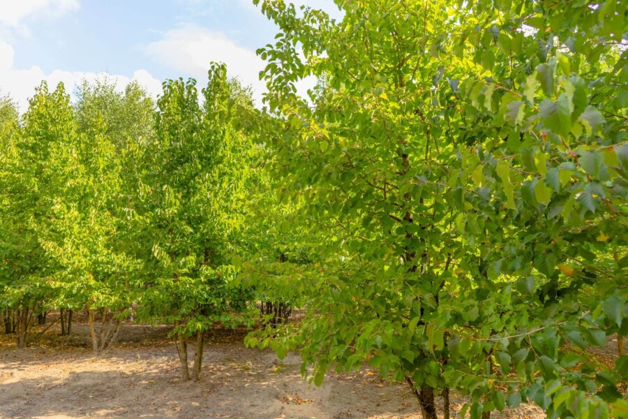 Corylus colurna ME 200-250 P/K Corylus colurna Mehrstämmig 200-250